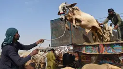 Pedagang ternak menurunkan sapi saat tiba di pasar ternak yang disiapkan untuk menyambut Idul Adha di Karachi, Pakistan, Senin (14/9/2015). Muslim di seluruh dunia sedang mempersiapkan  menyambut datangnya Hari Raya Idul Adha. (AFP PHOTO/RIZWAN Tabassum)