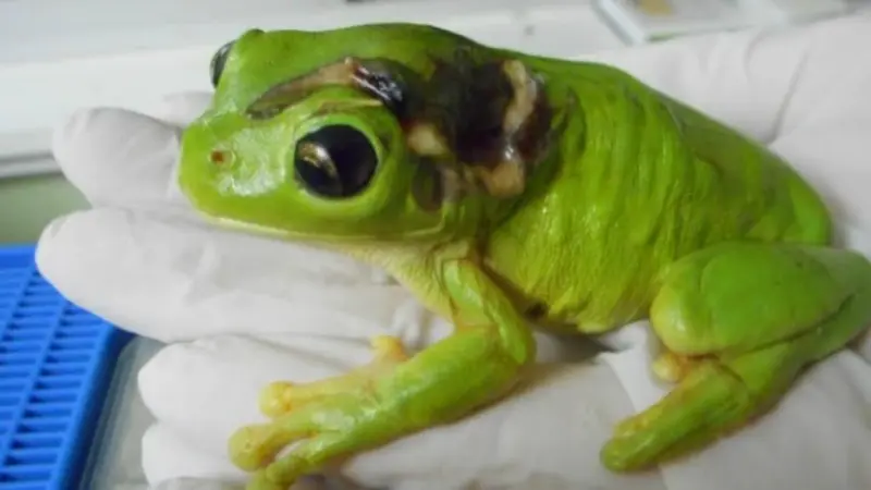 Austalia green tree frog (0)