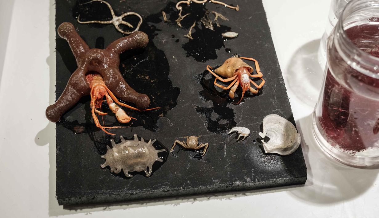 Riset ini juga menemukan jenis-jenis mamalia laut melalui pantauan udara menggunakan helikopter kapal, seperti paus sperma dan paus berparuh. Tampak dalam foto yang diambil pada 11 Januari 2026 menunjukkan pemandangan umum OceanXplorer, sebuah kapal penelitian yang dioperasikan oleh organisasi nirlaba kelautan OceanX, yang berlayar di perairan lepas pantai pulau Sulawesi. (YASUYOSHI CHIBA/AFP)