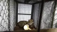 Nasib Macan Tutul Jawa yang Sembunyi di Kolong Rumah Warga