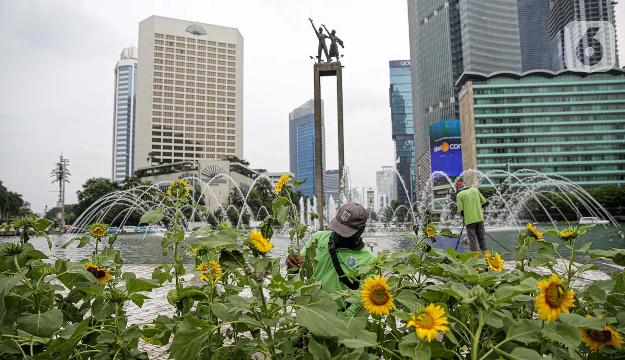 Petugas Dinas Pertamanan dan Hutan DKI Jakarta menata bunga matahari pada plater box di Bundaran HI, Jakarta, Jumat (18/6/2021). Pemasangan bunga matahari di kawasan Bundaran HI dalam rangka menyambut HUT ke-494 DKI Jakarta sekaligus mempercantik kawasan tersebut. (Liputan6.com/Faizal Fanani)