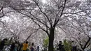 Para pengunjung yang mengenakan masker untuk membantu mengekang penyebaran virus corona COVID-19 berjalan di bawah bunga sakura yang mekar penuh di Seoul, Korea Selatan, 10 April 2022. (AP Photo/Lee Jin-man)