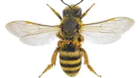 Lebah keringat (Halictus scabiosae) betina. (Creative Commons)