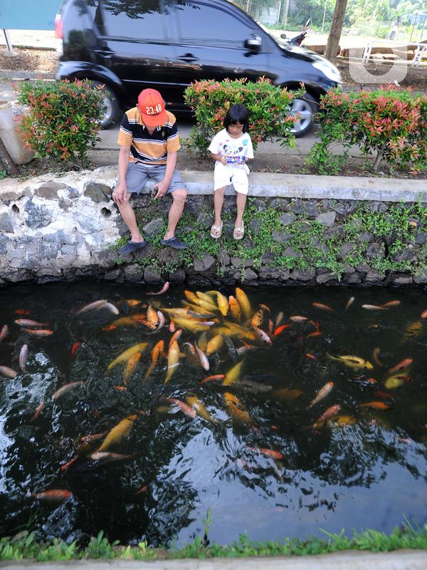 Warga memberi makan ikan yang dikembangbiakkan di saluran air di Perumahan Puri Pamulang, Tangerang Selatan, Selasa (8/9/2020). Selokan sepanjang 400 meter yang dulu kumuh, kini disulap menjadi kolam ikan untuk hiburan dan meningkatkan perekonomian warga dengan menjualnya. (merdeka.com/Arie Basuki)