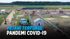 petani terpukul