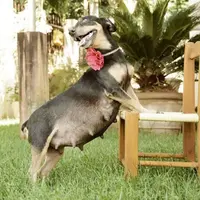 Lihatlah betapa menggemaskannya anjil hamil ini saat berpose.
