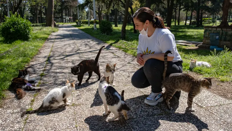 Memberi Makan Kucing Liar Selama Lockdown Corona di Istanbul