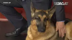 Anjing jenis German Shepherd bernama Rumor memenangkan penghargaan di Amerika Serikat.