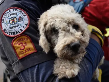 Petugas pemadam kebakaran membawa seekor anjing yang ditemukan dua hari setelah letusan gunung Fuego yang tertutup debu di desa San Miguel Los Lotesi Departemen Escuintla, sekitar 35 km di barat daya Kota Guatemala (5/6). (AFP Photo/Johan Ordonez)