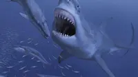 Ternyata Ini Penyebab Hiu Purba Raksasa Megalodon Punah