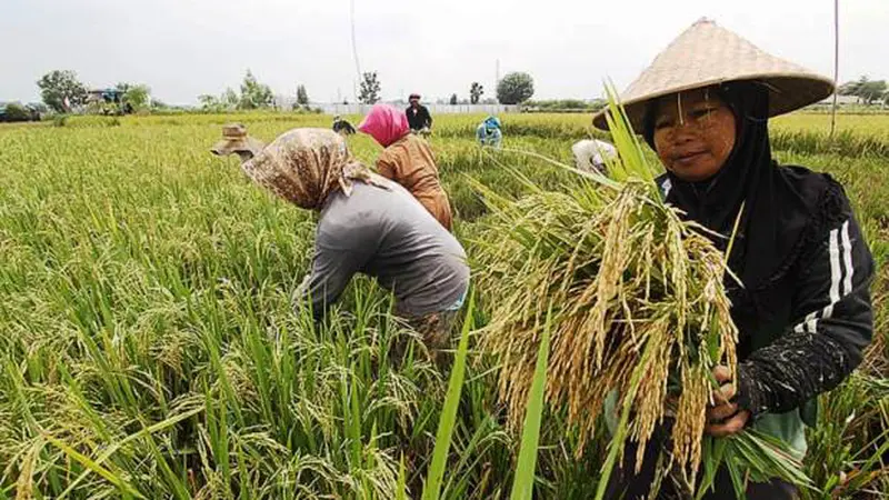 Luas Tanam dan Panen Tinggi, Akademisi IPB Nilai Food Estate Kalimantan Tengah Berhasil