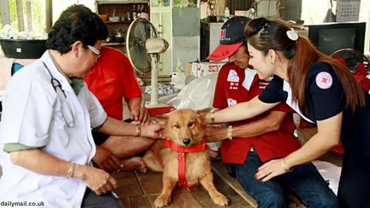 anjing-penyelamat130609b.jpg