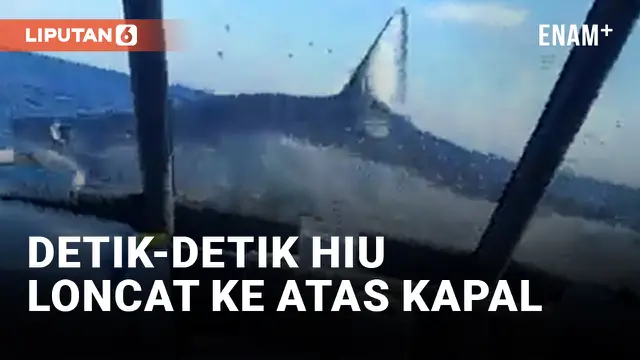 Edan! Ikan Hiu Lompat ke Atas Kapal