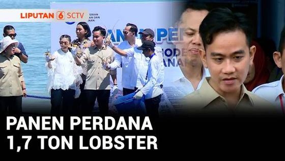 VIDEO: Wapres Gibran dan Titiek Soeharto Panen 1,7 Ton Lobster di Batam