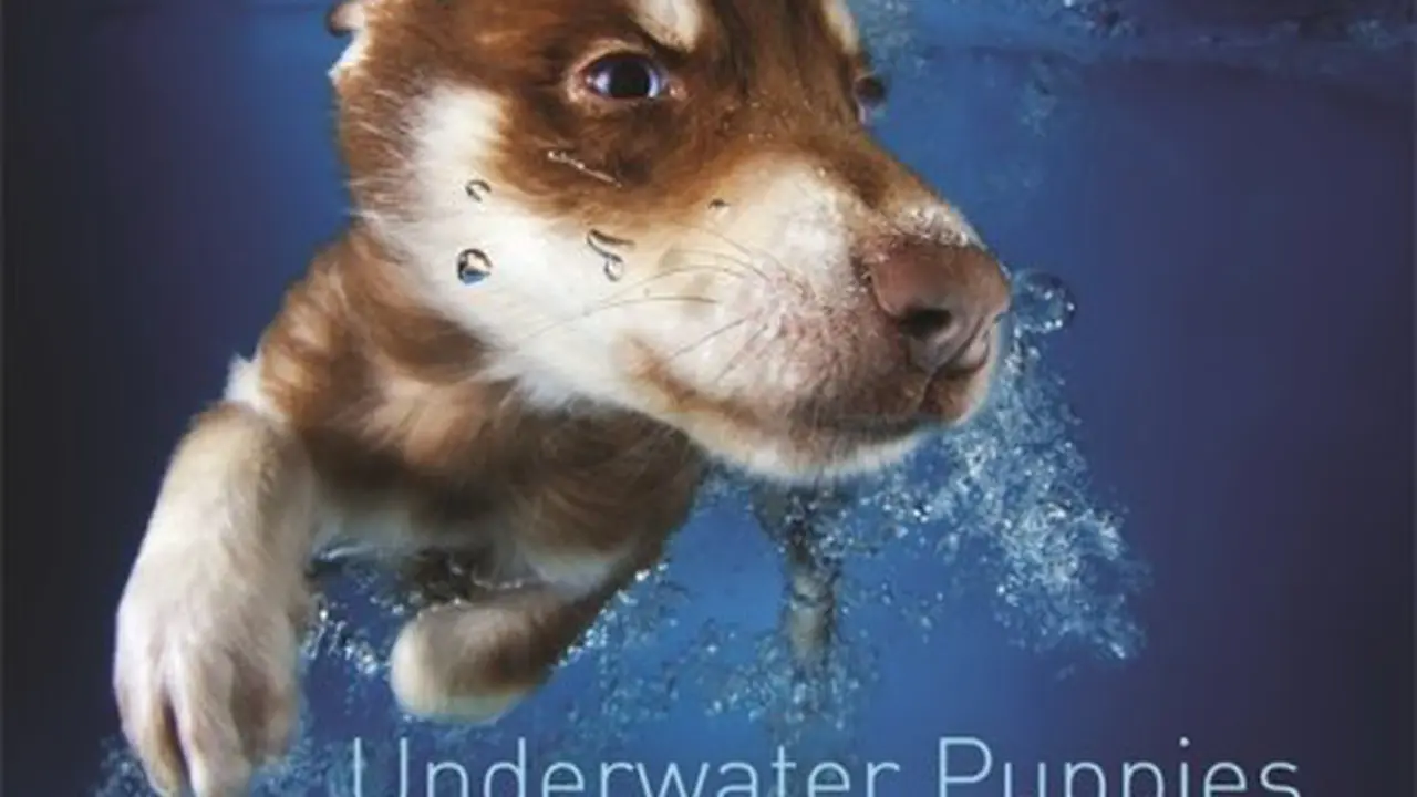 Potret Anak Anjing Lucu Belajar Berenang Mencuri Hati