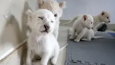 Anak singa putih kembar empat bermain satu sama lain di Taman Safari Hutan Nantong di Kota Nantong, provinsi Jiangsu, China timur, Senin (21/12/2020). Empat anak singa putih yang semuanya jantan, tersebut lahir pada 6 November 2020 lalu. (Photo by STR / AFP)