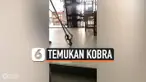 PELAJAR SHOCK TEMUKAN KOBRA BERBISA SEMBUNYI DI TOILET SEKOLAH