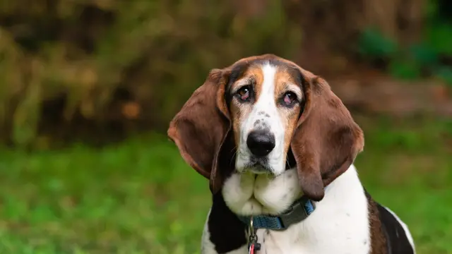 Basset Hound