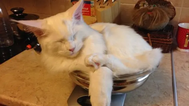 10 Pose Kucing Tidur di Tempat Tak Semestinya Ini Bikin Heran
