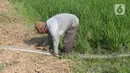 Nasim (67), petani sedang memeriksa selang air untuk mengairi sawahnya yang dilanda kekeringan di Babelan, Bekasi, Jawa Barat, Selasa (5/9/2023). (merdeka.com/Imam Buhori)