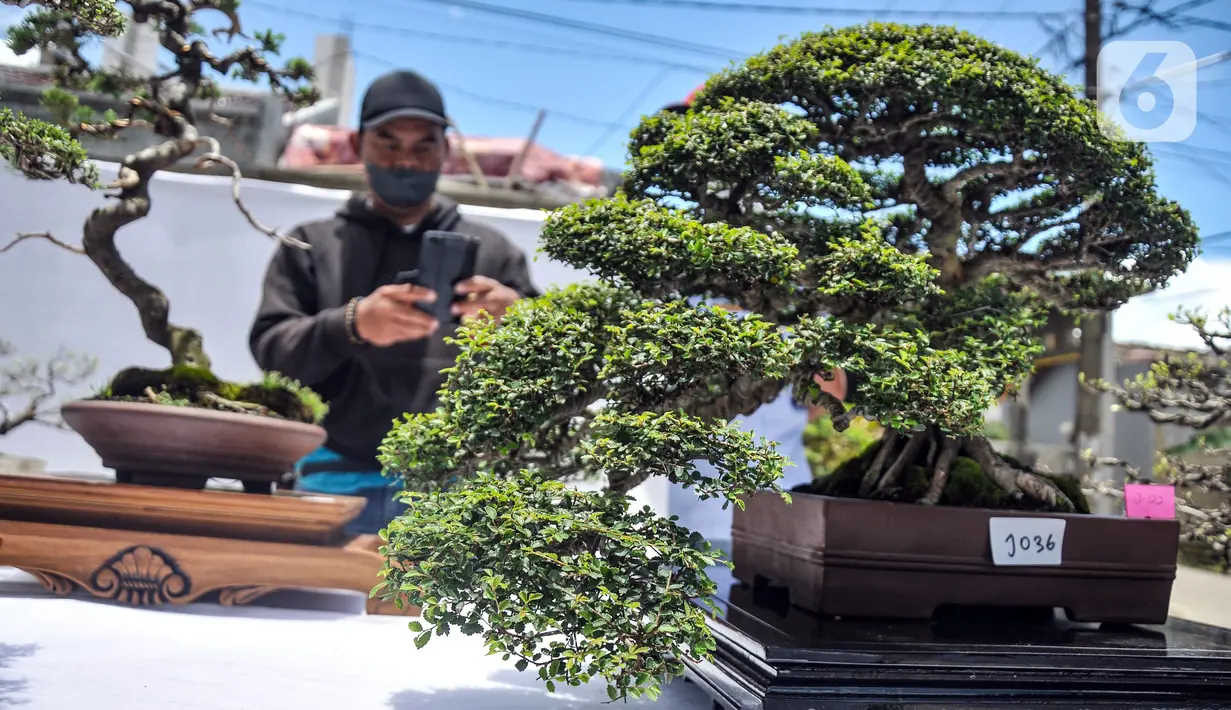 Koleksi pohon bonsai yang dipamerkan dalam acara Jengbreng BSC di kawasan Sawangan, Depok, Jawa Barat, Minggu (6/3/2022). Pameran tersebut diikuti oleh 200 peserta dari Jabodetabek. (merdeka.com/Iqbal S. Nugroho)
