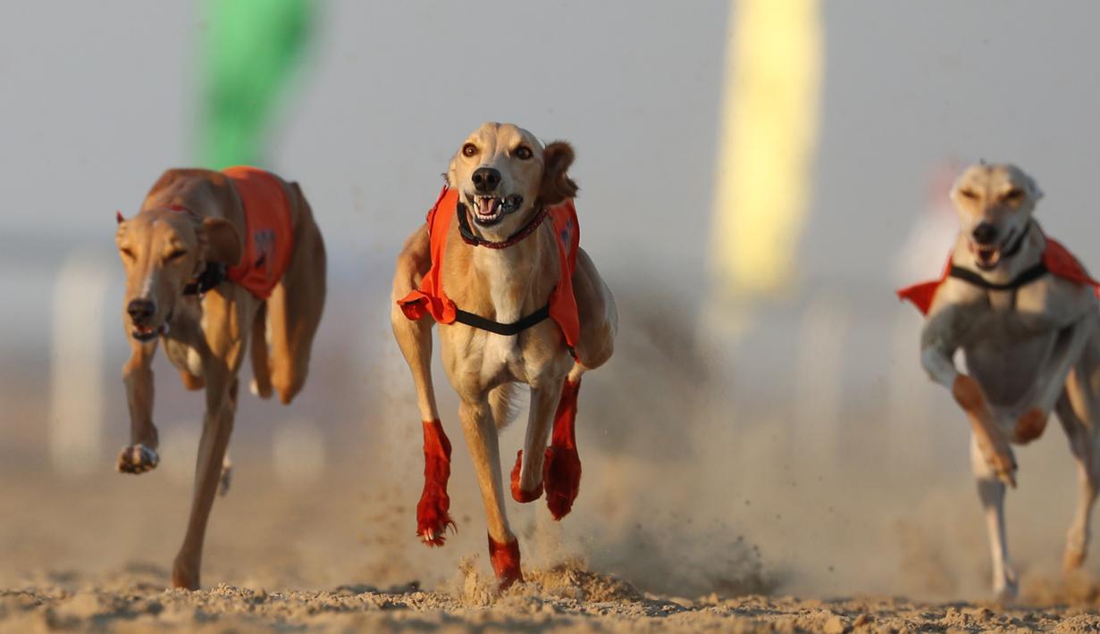 PHOTO Balap Anjing  Saluki Meriahkan Festival Unta di Abu 