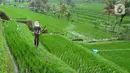 Petani membersihkan rumput liar di sela tanaman padi jenis IR64 di Jatiluwih, Tabanan, Bali, Minggu (5/9/2021). Seiring berakhirnya masa panen dan memasuki masa tanam padi, Badan Pusat Statistik (BPS) mencatat harga beras semua kualitas terjadi kenaikan pada Agustus 2021. (merdeka.com/Arie Basuki)