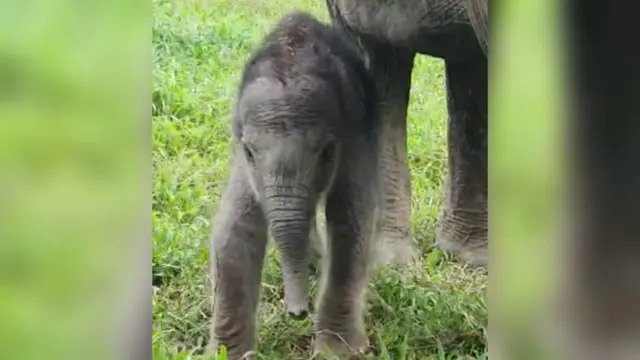 Gajah sumatera (Elephas maximus sumatranus)