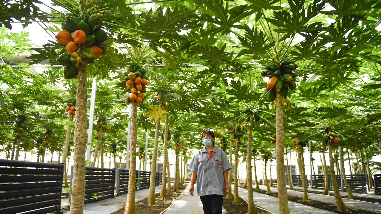 Mengunjungi Rumah Kaca Buah-buahan Tropis di China