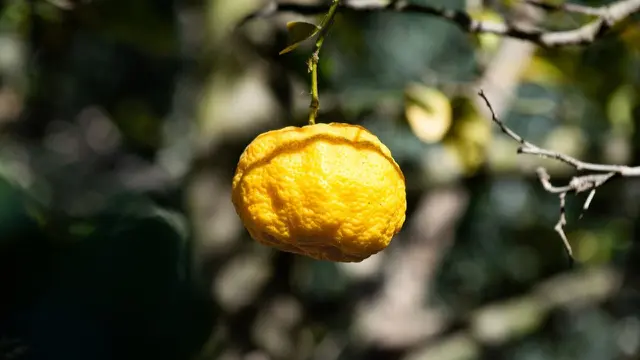 Yuzu