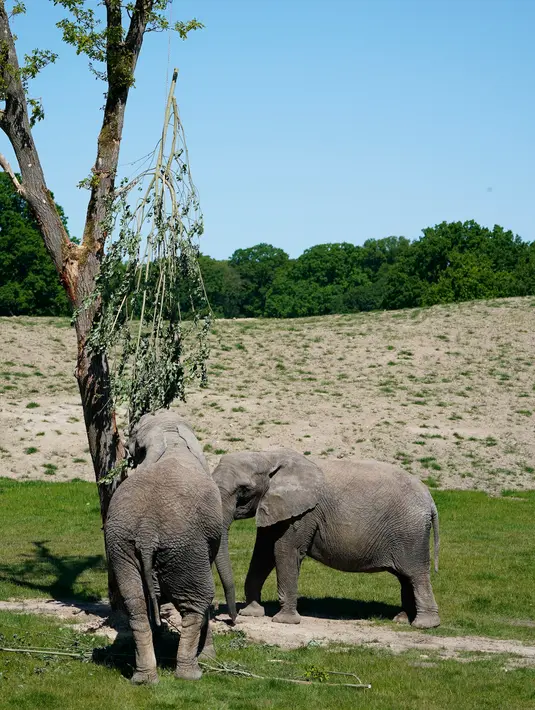Gajah sirkus yang sudah pensiun terlihat di lingkungan mereka yang baru di Taman Safari Knuthenborg, Denmark, Sabtu (30/5/2020). Empat gajah itu dibeli pemerintah Denmark tahun lalu setelah dimulainya peraturan yang melindungi hewan liar dari bisnis pertunjukan. (Claus Bech/Ritzau Scanpix/AFP)