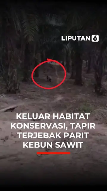 Tapir Langka Nyasar ke Kebun Sawit di Mesuji