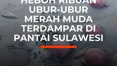 Ribuan ubur-ubur berwarna merah muda mendadak memenuhi pesisir Desa Talaga Besar, Buton Tengah, Sulawesi Tenggara, Selasa (1/9/2026). Ubur-ubur terlihat terdampar hingga mendekati permukiman warga.

Warga menyebut kemunculan ubur-ubur merupakan fenomena musiman yang biasanya terjadi pada Agustus....