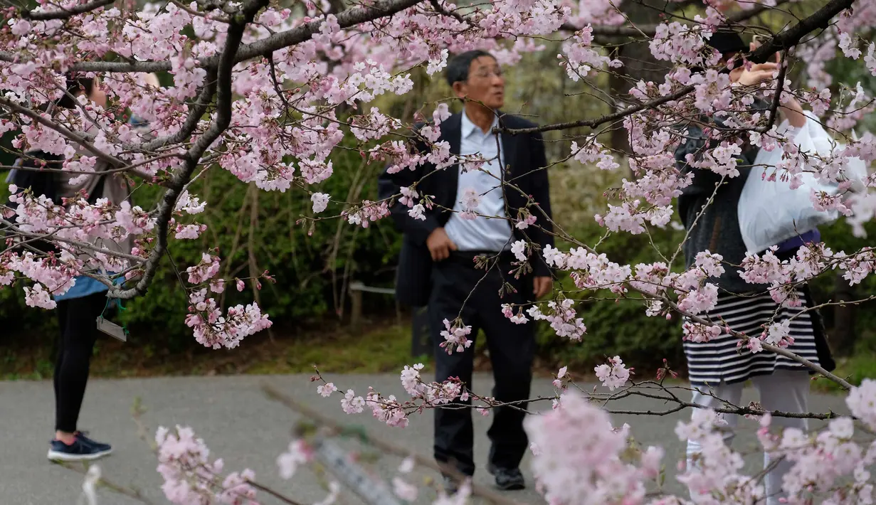 Warga melihat bunga Sakura yang bermekaran di Tokyo, Jepang (19/3). Bunga Sakura mekar pada akhir Maret hingga akhir Juni. Mekarnya bunga nasional Jepang ini menandai dimulainya musim semi. (Liputan6.com/Kazuhiro Nogi)
