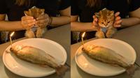 6 Potret Gemas Beri Surprise Ulang Tahun Kucing Kesayangan, Bikin Senyum (sumber: Twitter/twitkocheng)
