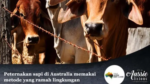 Daging sapi Australia