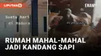 Nyeleneh, Rumah Mewah Dijadiin Kandang Sapi
