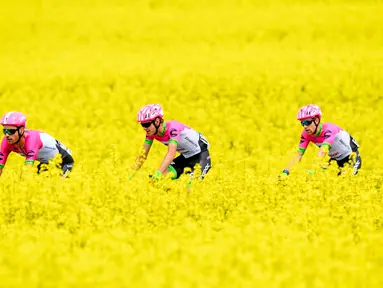 Tiga pembalap sepeda dari tim Education First-Drapac Cannondale melintas di ladang rapeseed dengan hamparan bunga kuning yang cerah saat mengikuti perlombaan Tour de Romandie UCI ProTour ke-72 di Bottens, Swiss (29/4).(Laurent Gillieron / Keystone via AP)