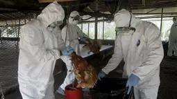 Petugas membuang ayam yang mati terkena wabah virus flu burung, di peternakan di desa Modeste, Pantai Gading, Afrika Barat, Jumat (14/8/2015). Pemerintah setempat mengumumkan bahwa virus H5N1 telah menyebar ke tiga wilayah di negaranya.(REUTERS/Luc Gnago)