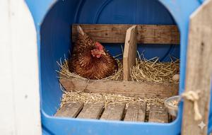 Membuat Area Bertelur (Nesting Box)/Cara Membuat Kandang Ayam dari Drum Bekas (Sumber: gemini.com)