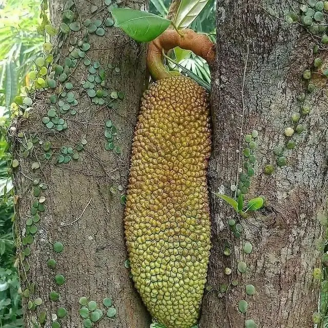 6 Momen Langka Buah Tumbuh di Tempat Tak Terduga, Bikin Heran