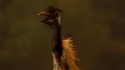 Kondisi burung emu yang menderita luka bakar akibat kebakaran melanda di dekat Potrero, California, Amerika Serikat, Senin (20/6). Kebakaran yang terjadi di California disebabkan suhu tinggi dan musim kering yang berkepanjangan. (REUTERS/Mike Blake)