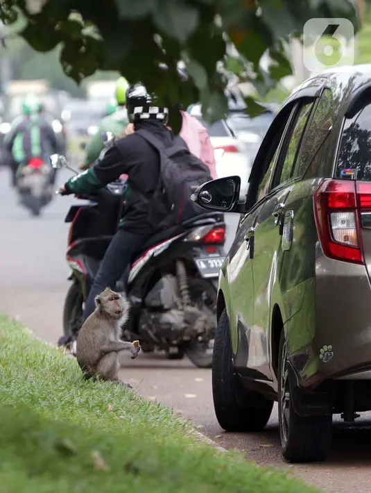 Monyet ekor panjang (Macaca Fascicularis) menanti makanan yang dilemparkan warga di kawasan Suaka Margasatwa Muara Angke, Penjaringan, Jakarta, Sabtu (29/5/2021). Meski sudah ada larangan, namun pemberian makanan oleh warga kepada monyet ekor panjang masih terlihat. (Liputan6.com/Helmi Fithriansyah)