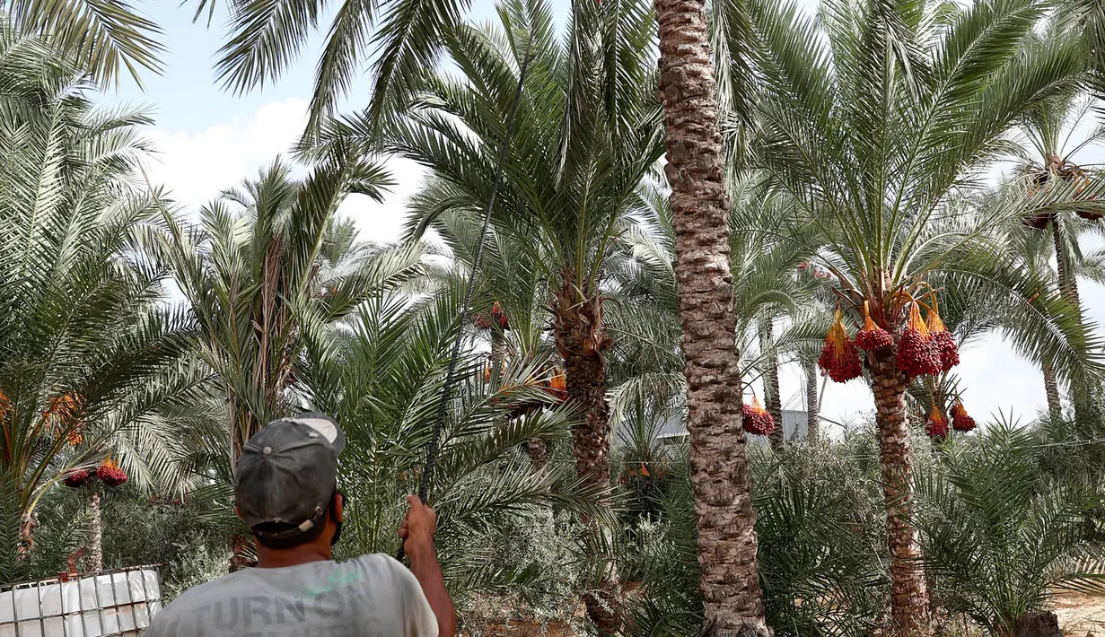 <p>Petani memanjat pohon kurma untuk memetik buahnya di sebuah perkebunan di Deir el-Balah, Jalur Gaza pada 1 Oktober 2020. Musim panen kurma biasanya dimulai awal Oktober, setelah musim hujan pertama. (AP Photo/Adel Hana)</p>