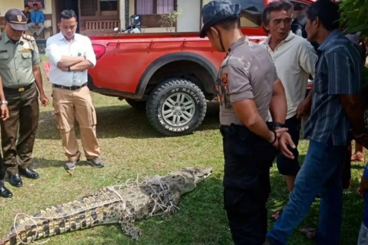 Buaya yang ditangkap warga Desa Sikakak, Kabupaten Kuantan Singingi, akhirnya mati karena lemas.