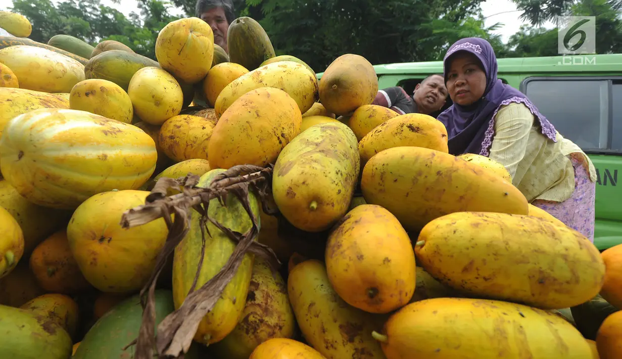 Petani menata timun suri hasil panen untuk dijual di areal pertanian Kampung Kemang, Bogor, Jawa Barat, Kamis (17/5). Pada bulan Ramadan permintaan timun suri mulai meningkat dan dijual mulai dari Rp 5.000 - Rp 8.000 per buahnya. (Merdeka.com/Arie Basuki)