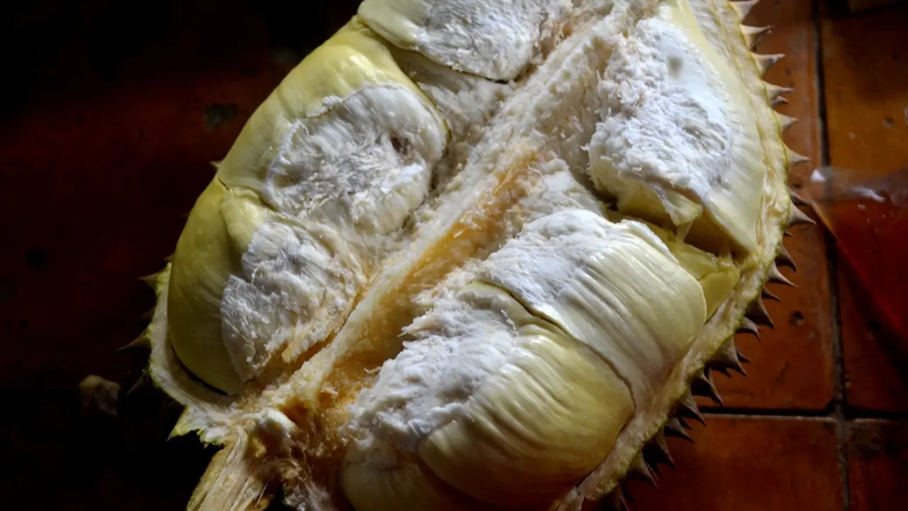Kulitnya tipis, dagingnya tebal. Warna merah kekuningan pada daging durian cani sungguh menggugah selera. (Foto: Liputan6.com/Muhamad Ridlo)