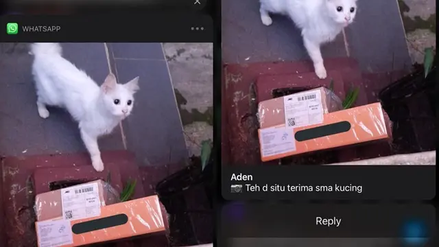 6 Potret Paket Diterima Kucing Ini Bikin Geleng Kepala