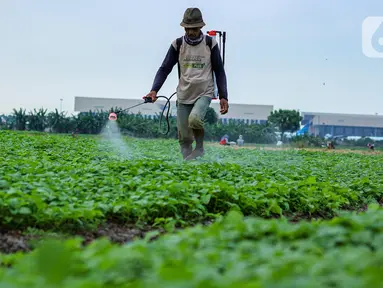 Petani menyemprotkan cairan pestisida di lahan pertanian bayam, kawasan Kota Tangerang, Jumat (27/11/2020). Badan Pusat Statistik mencatat upah nominal harian buruh tani nasional pada Oktober 2020 naik sebesar 0,09 persen dibanding upah buruh tani September 2020. (Liputan6.com/Angga Yuniar)