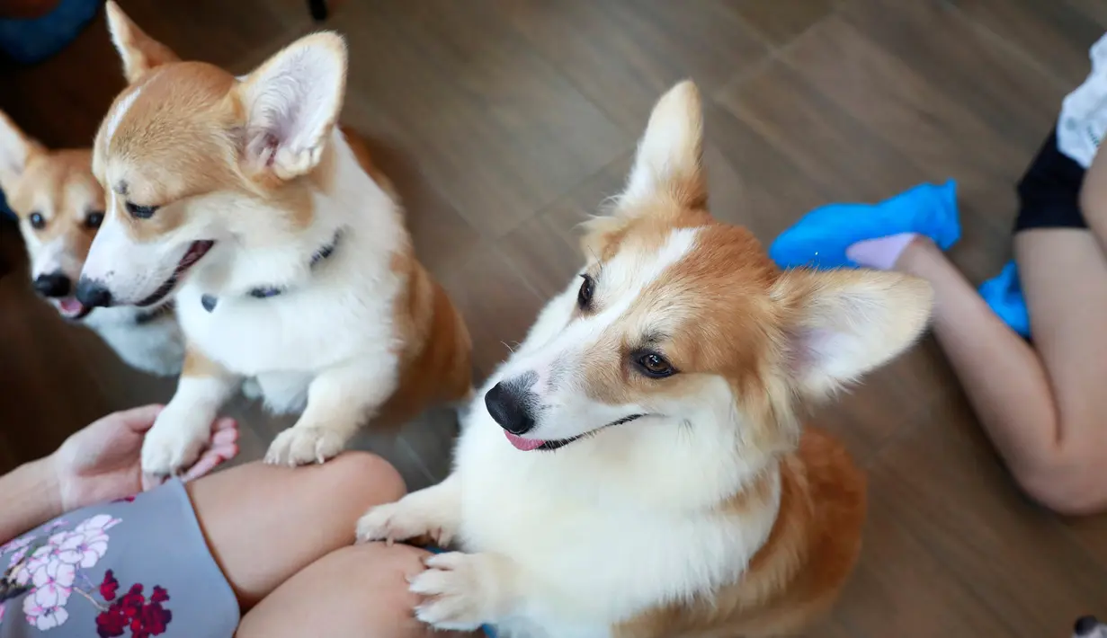 Anjing ras Corgis bermain dengan pelanggan di kafe anjing bernama Corgi In The Garden di Bangkok, Thailand. Di cafe Corgi in The Garden, pengunjung akan menemukan 12 ekor anjing ras Corgi yang lucu, menjadi ciri khas kafe ini. (REUTERS/Soe Zeya Tun)